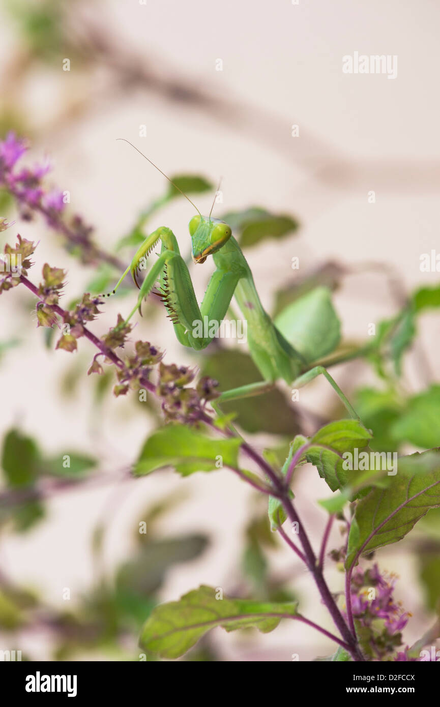 Praying mantis on a flowering Tulsi plant against white background Stock Photo