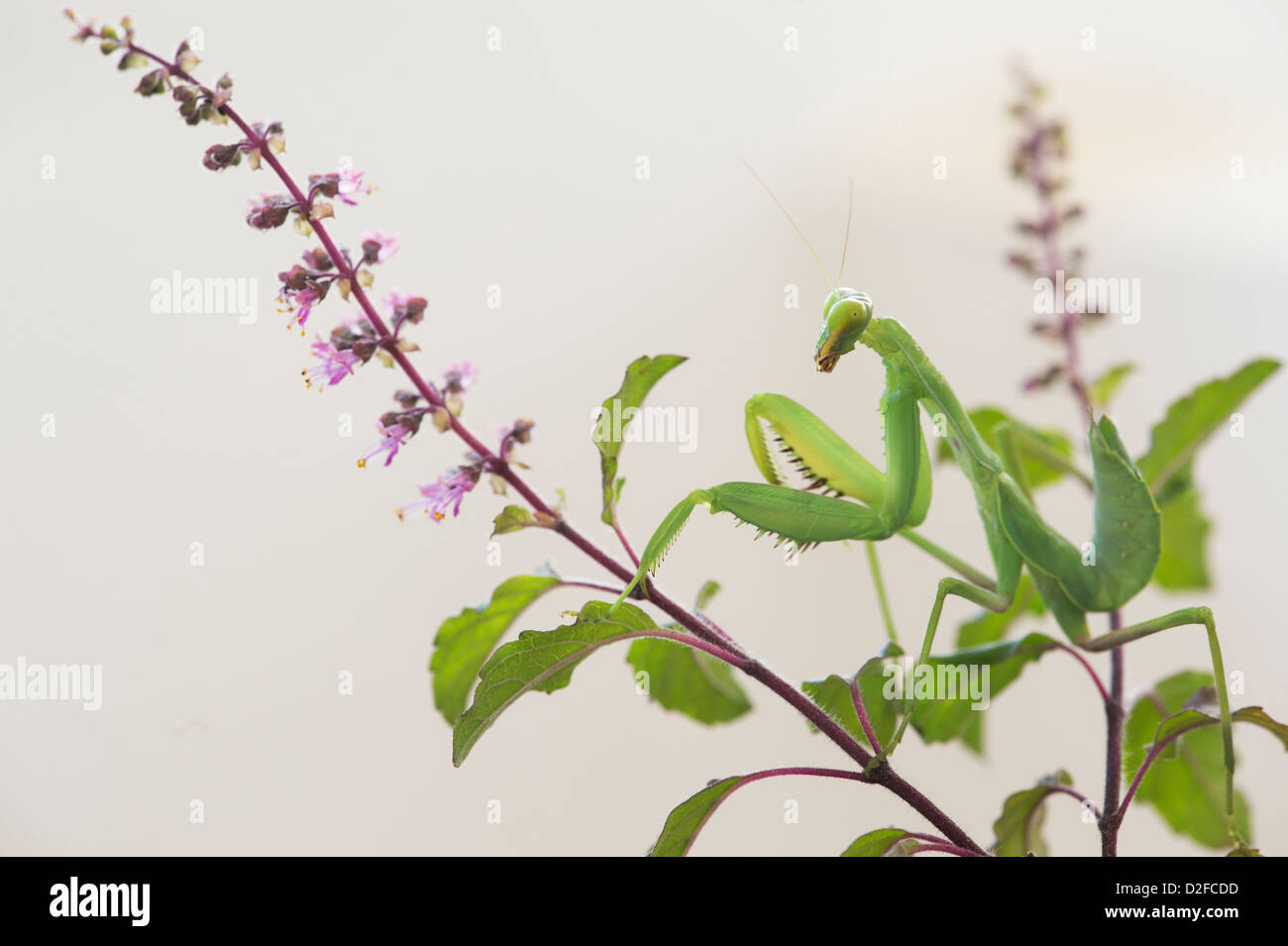 Praying mantis on a flowering Tulsi plant against white background Stock Photo