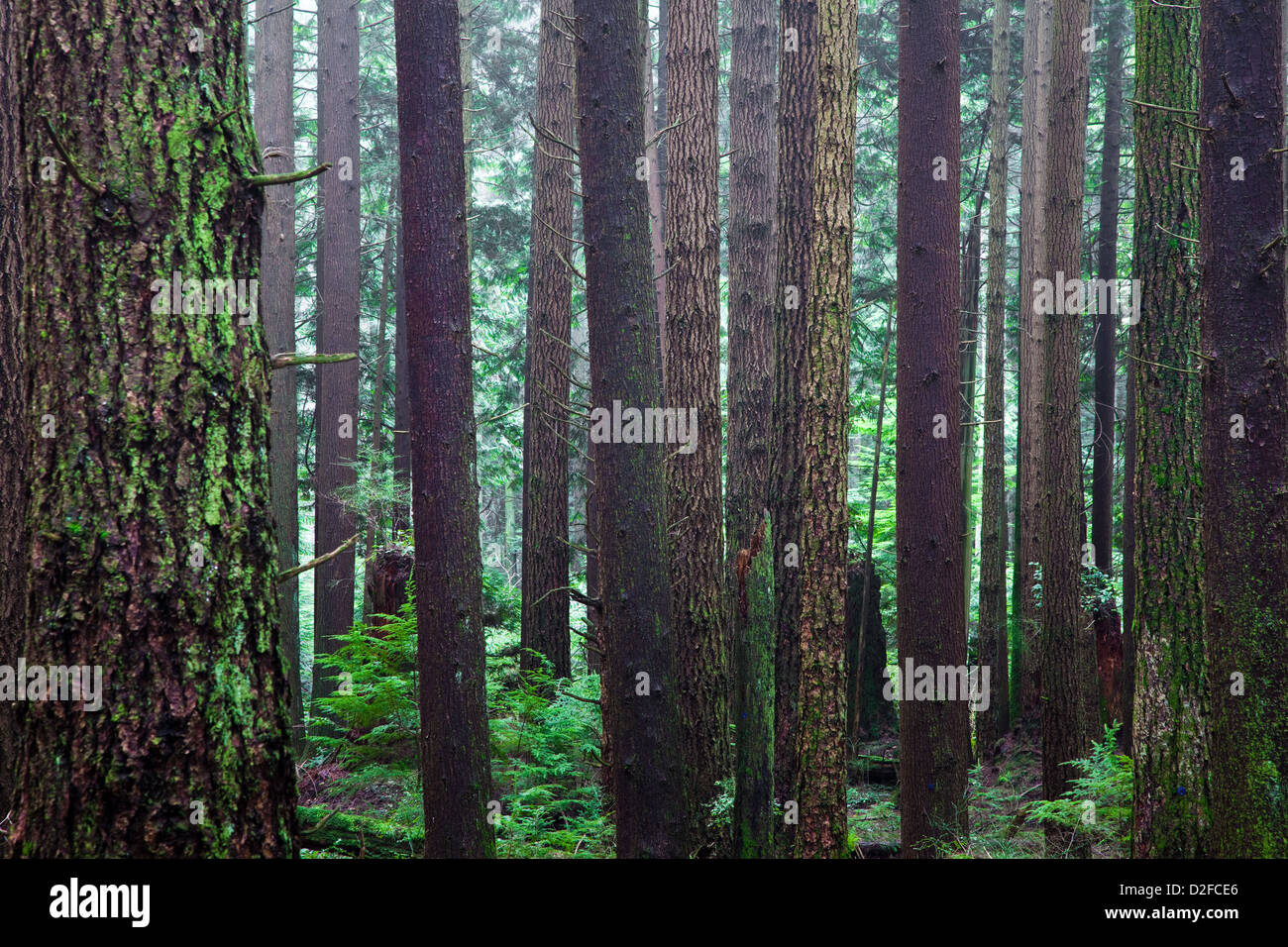 Density of fir trees in a temperate rain forest in British Columbia, Canada. Stock Photo