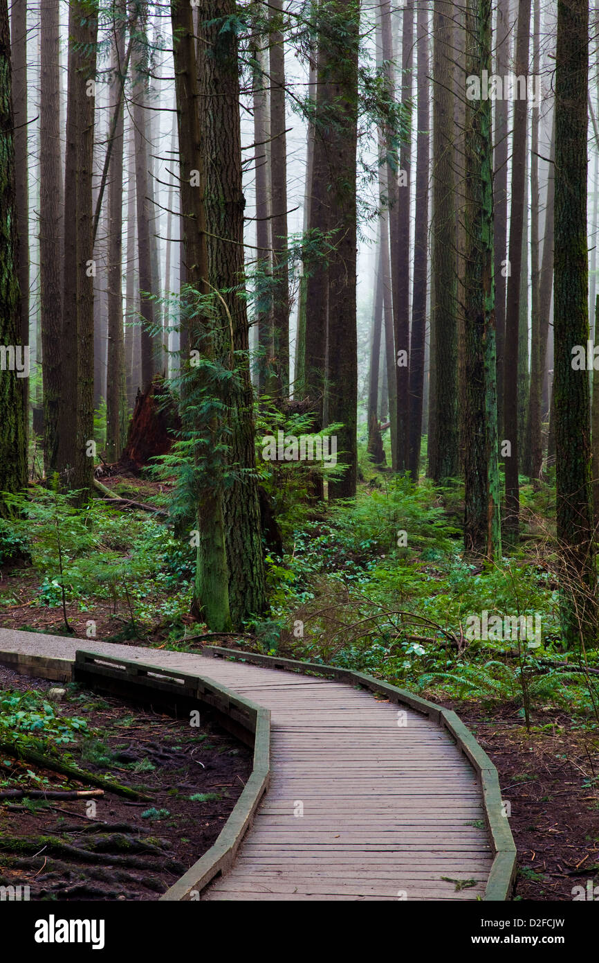 A raised boardwalk on a hiking trail through a temperate rain forest, Vancouver, Canada Stock Photo