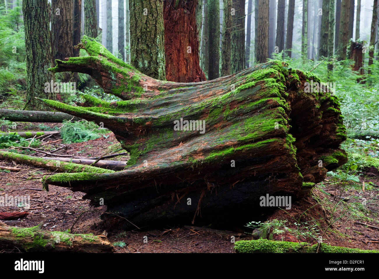 A collapsed rotting stump in a temperate rain forest Stock Photo