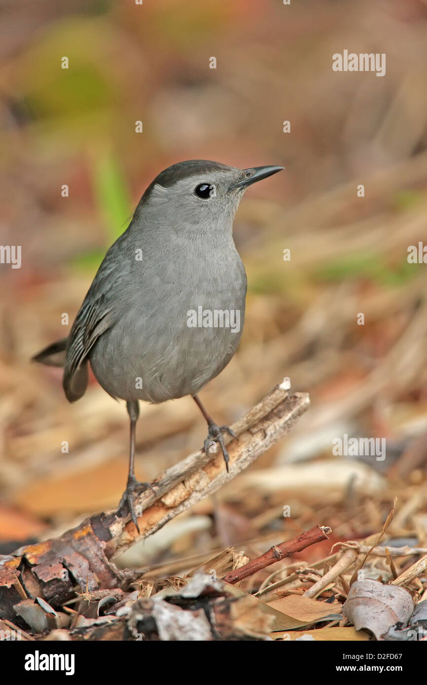 Gray Catbird (Dumetella carolinensis) Stock Photo