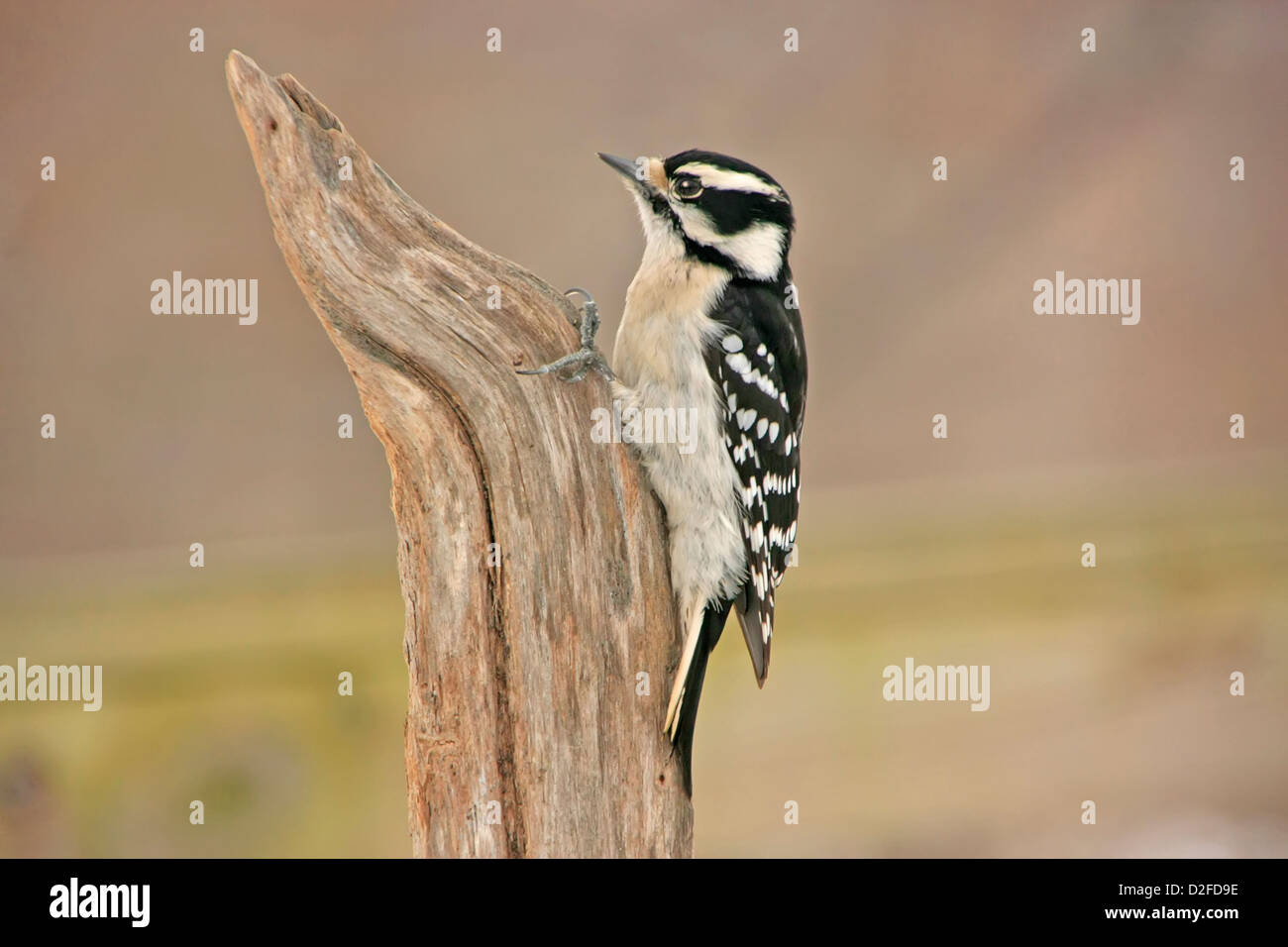 Downy Woodpecker (Picoides pubescens) female Stock Photo