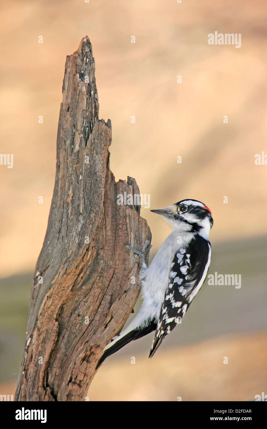 Downy Woodpecker (Picoides pubescens) male Stock Photo