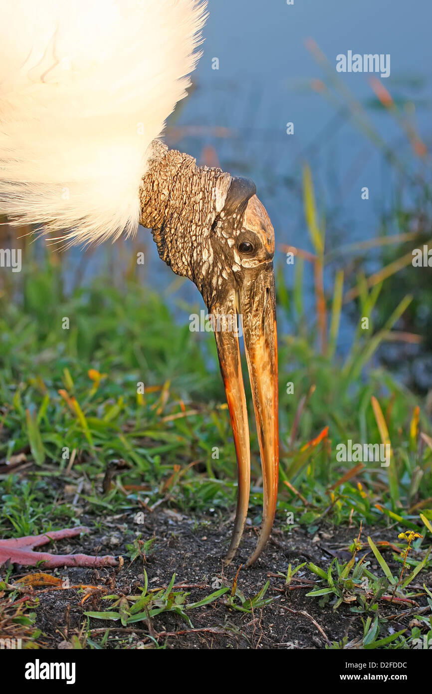 Portrait of Wood Stork (Mycteria americana) Stock Photo