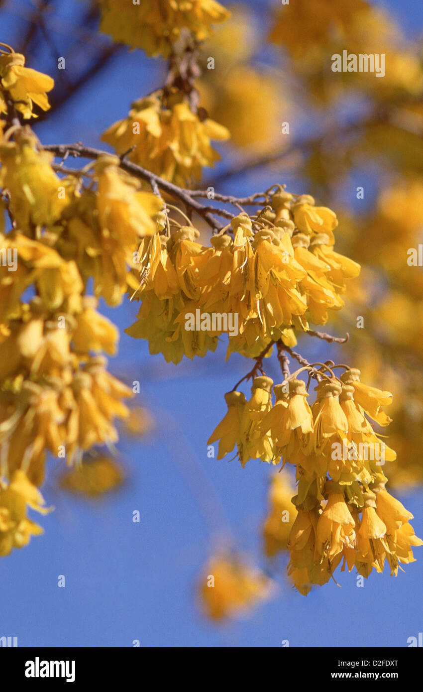 Native Kōwhai flowers (Sophora), Christchurch Botanical Gardens, Christchurch (Ōtautahi), Canterbury, New Zealand Stock Photo