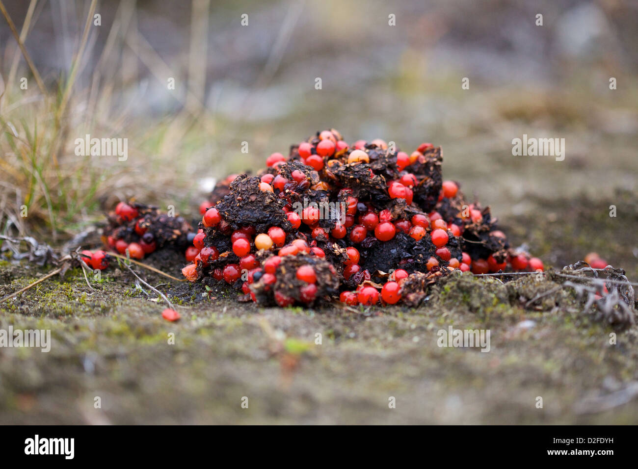 Bear Feces High Resolution Stock Photography And Images Alamy