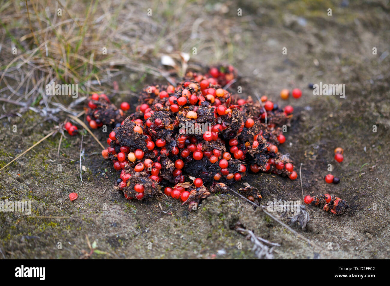 Bear Feces High Resolution Stock Photography And Images Alamy