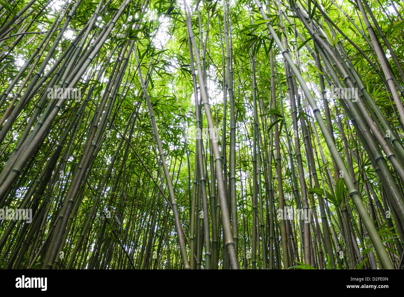 Bamboo Forest in Maui Hawaii Stock Photo Alamy