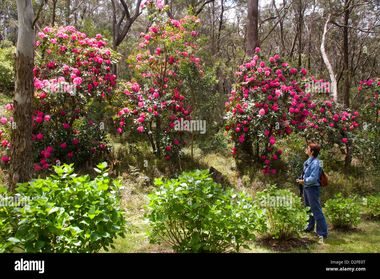 Australia nsw blue mountains rhododendron hi-res stock photography and ...