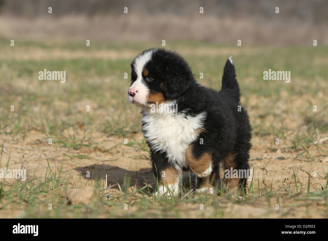 bernese mountain dog paws