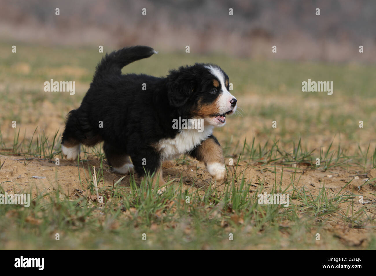 Dog Bernese Mountain Dog puppy running in a field Stock Photo Alamy