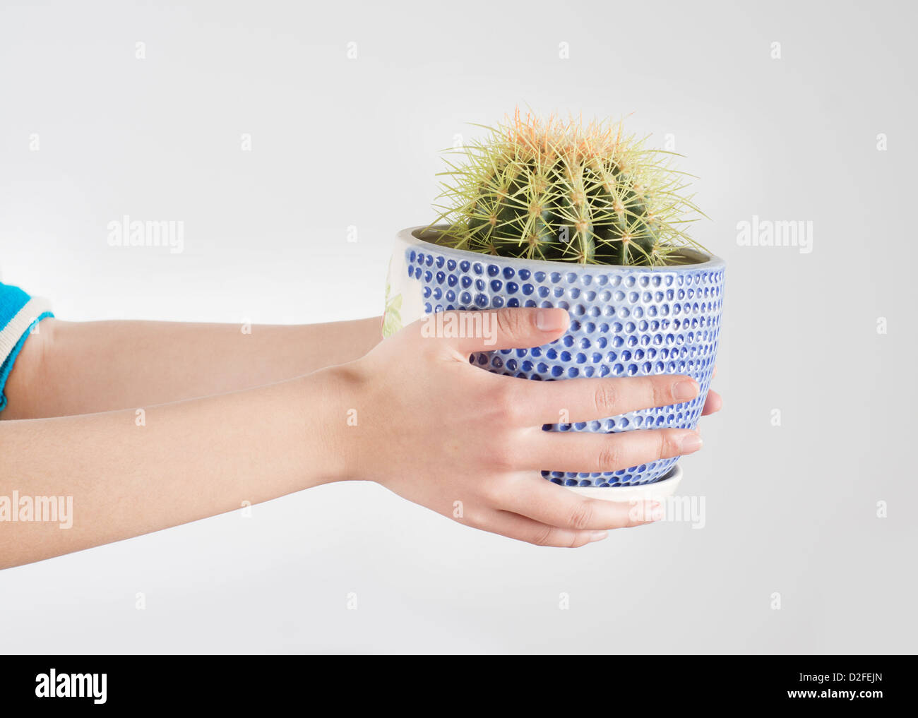 Hand holding cactus hi-res stock photography and images - Page 20 - Alamy