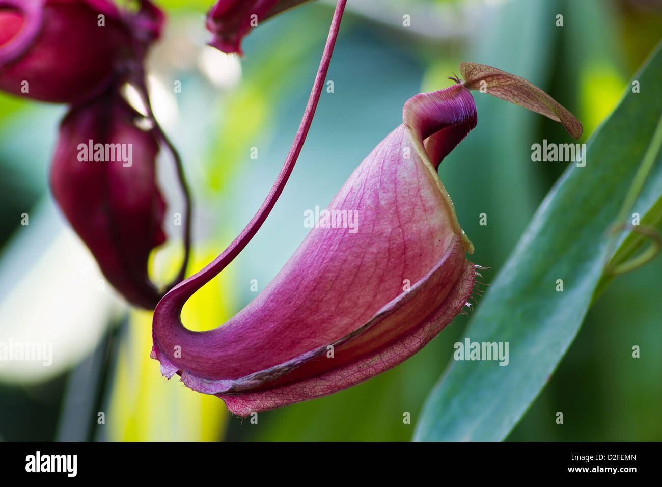 Monkey Cup High Resolution Stock Photography and Images - Alamy