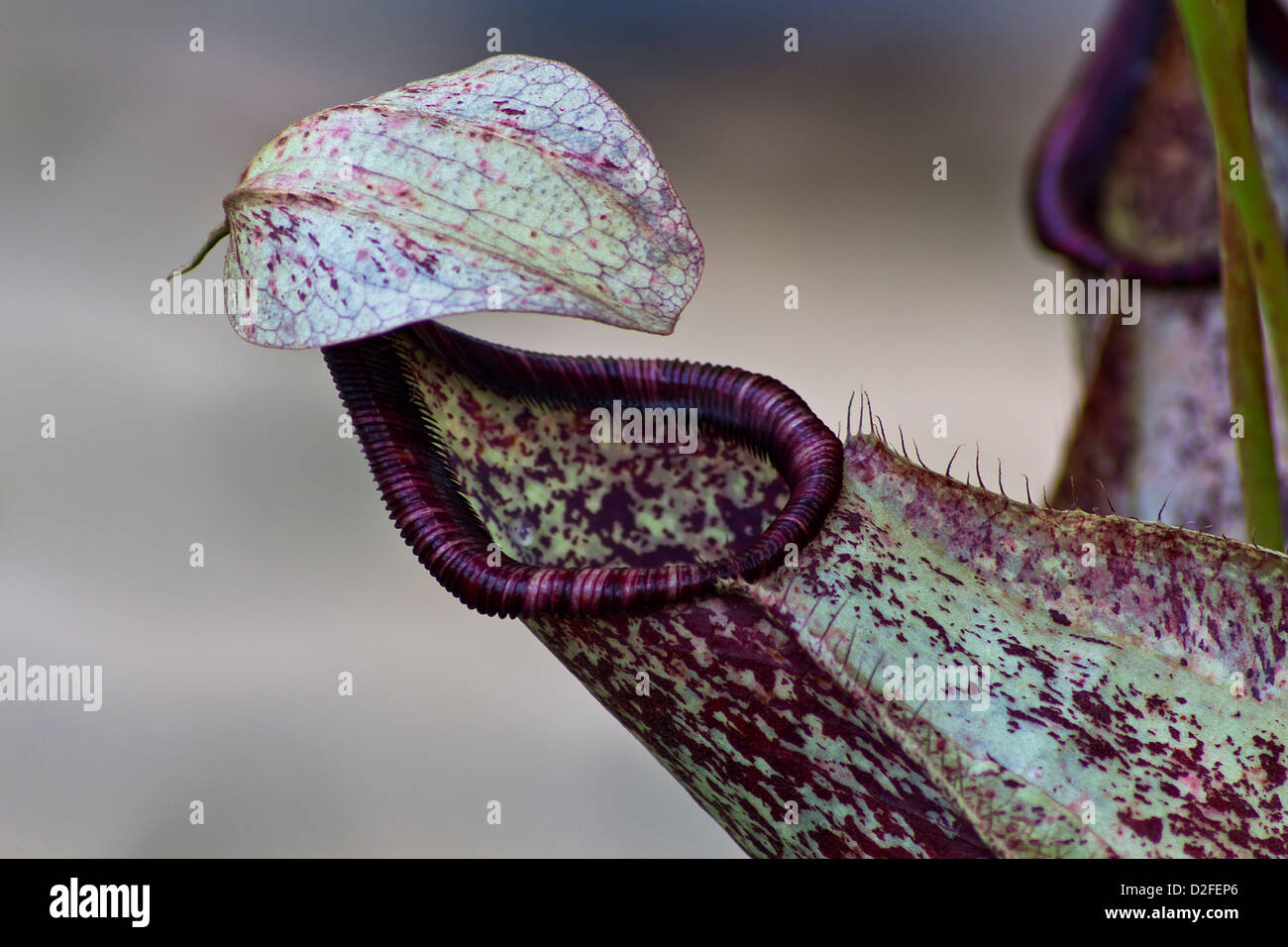 Tropical pitcher plants hi-res stock photography and images - Alamy