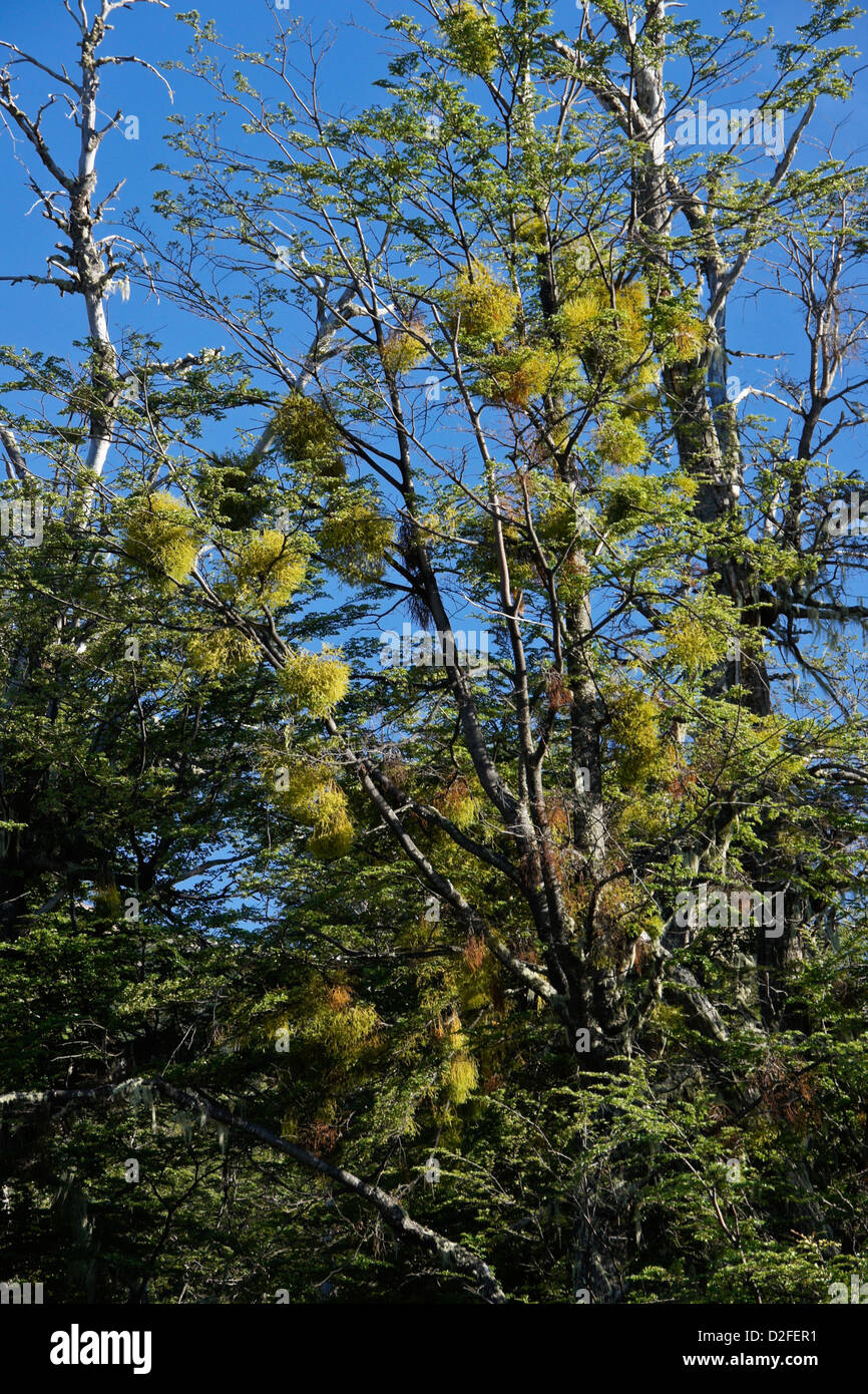 Parasitic false mistletoe (Chinese lantern, Mizodendrum sp.) growing on lenga beech tree, Patagonia, Argentina Stock Photo
