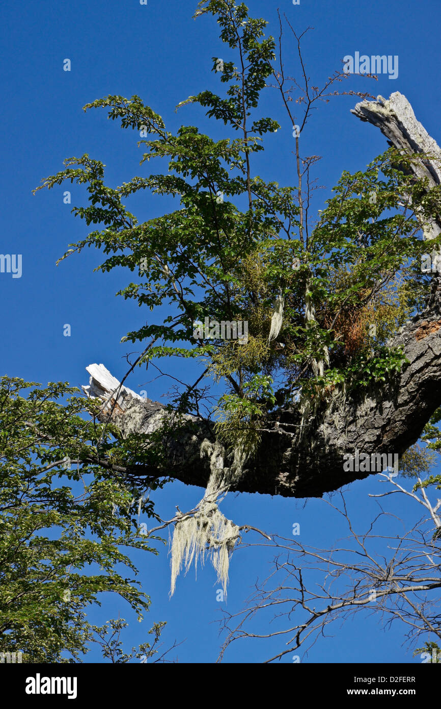 Parasitic false mistletoe (Chinese lantern) and old man's beard growing on lenga beech tree, Patagonia, Argentina Stock Photo