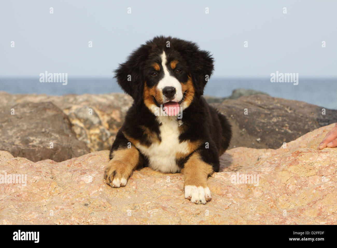 Dog Bernese Mountain Dog puppy lying on the rocks Stock Photo