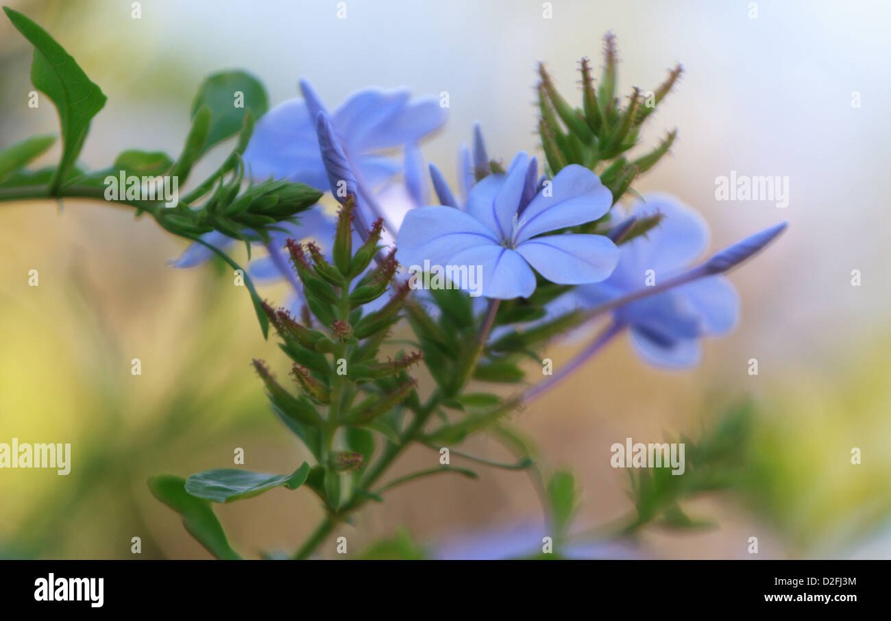 Five blue petals hires stock photography and images Alamy