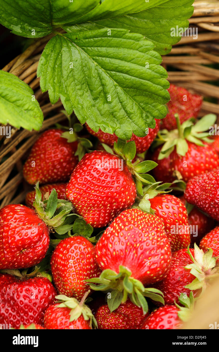 Strawberry berries closeup as a background in basket Stock Photo - Alamy