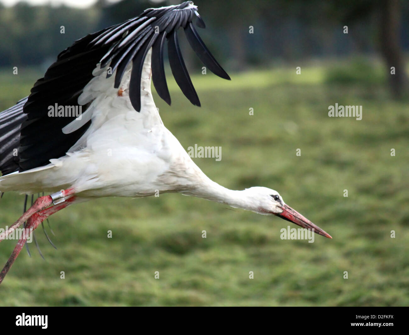 Large European White Stork (Ciconia ciconia) in flight in impressive detail Stock Photo