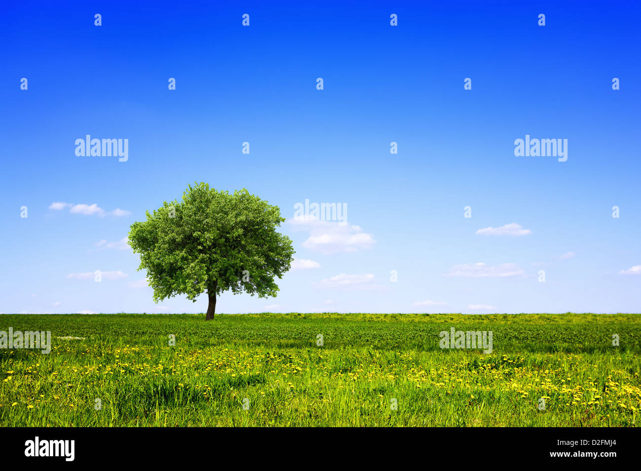 Tree in green field and blue sky Stock Photo - Alamy
