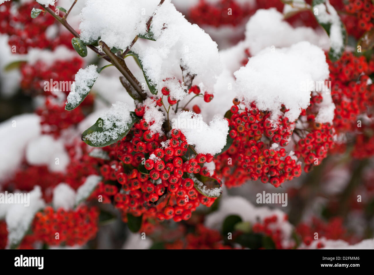 Close up of red Cotoneaster berries covered with snow, England, UK Stock Photo