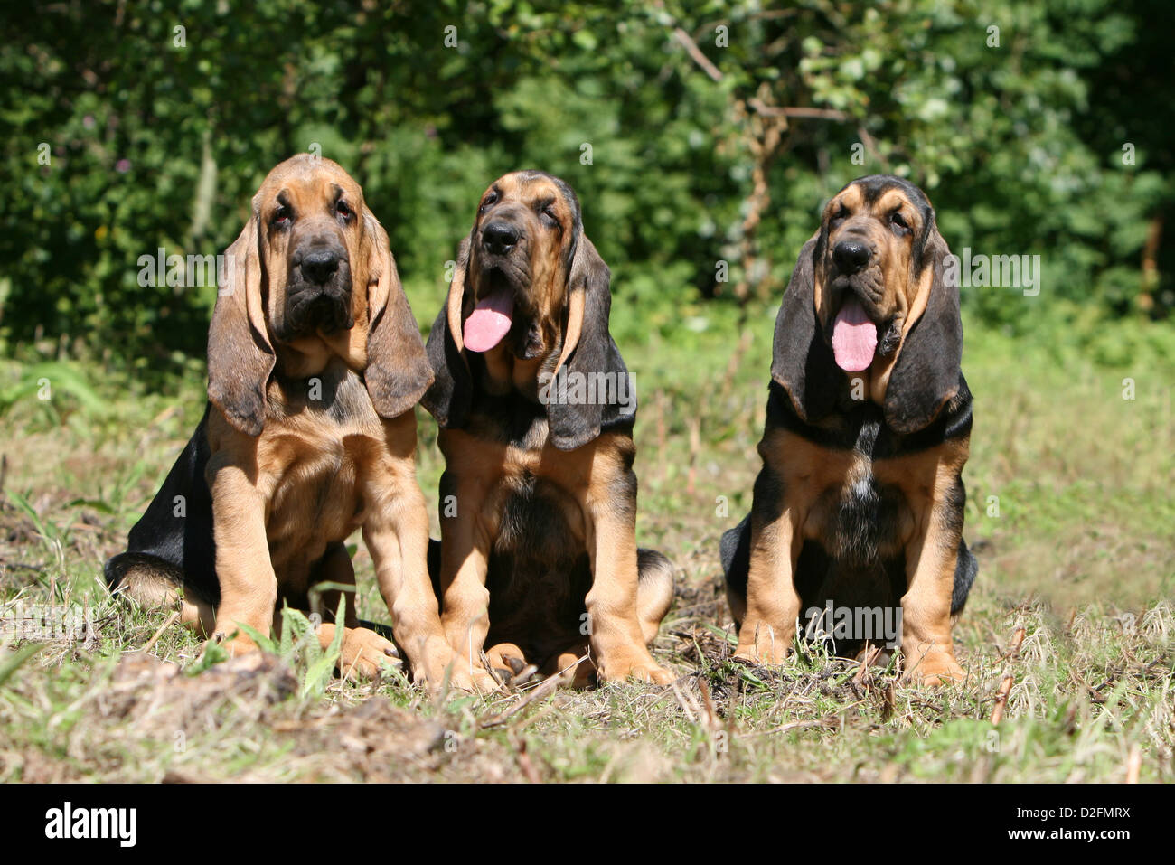 Dog Bloodhound Chien de Saint Hubert three puppies sitting in a