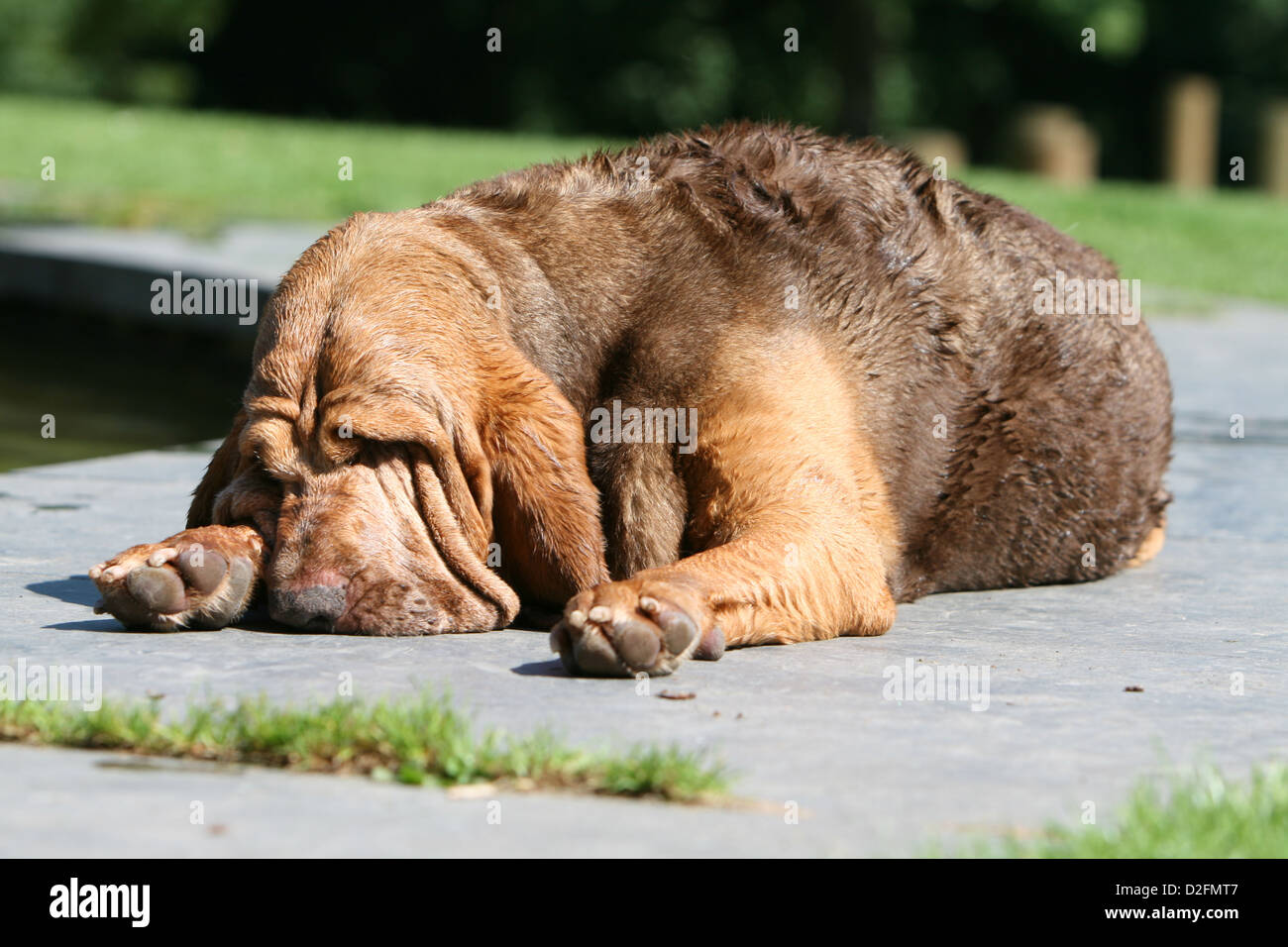 Bloodhound smell hires stock photography and images Alamy