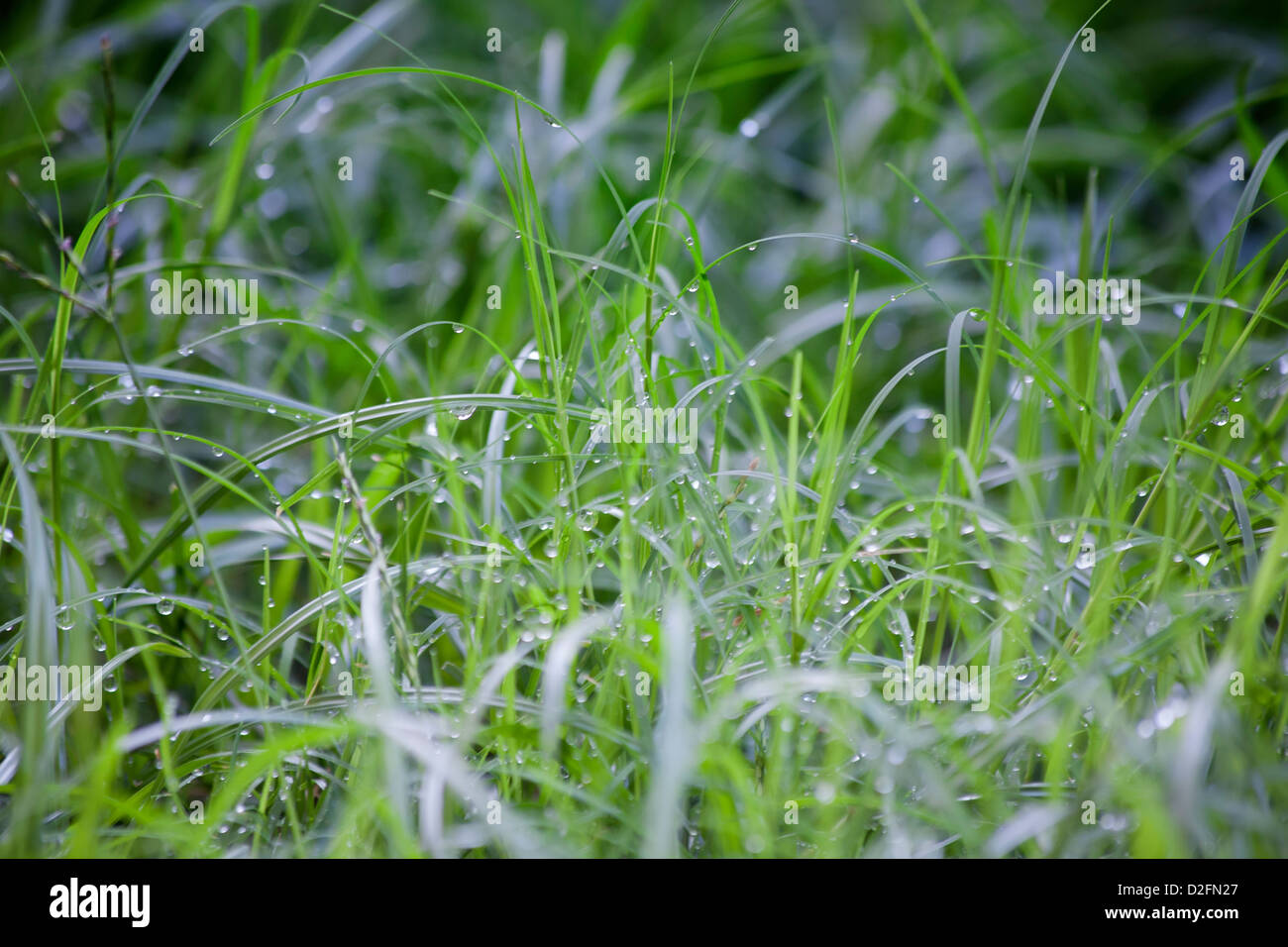Grass after rain in color Stock Photo Alamy