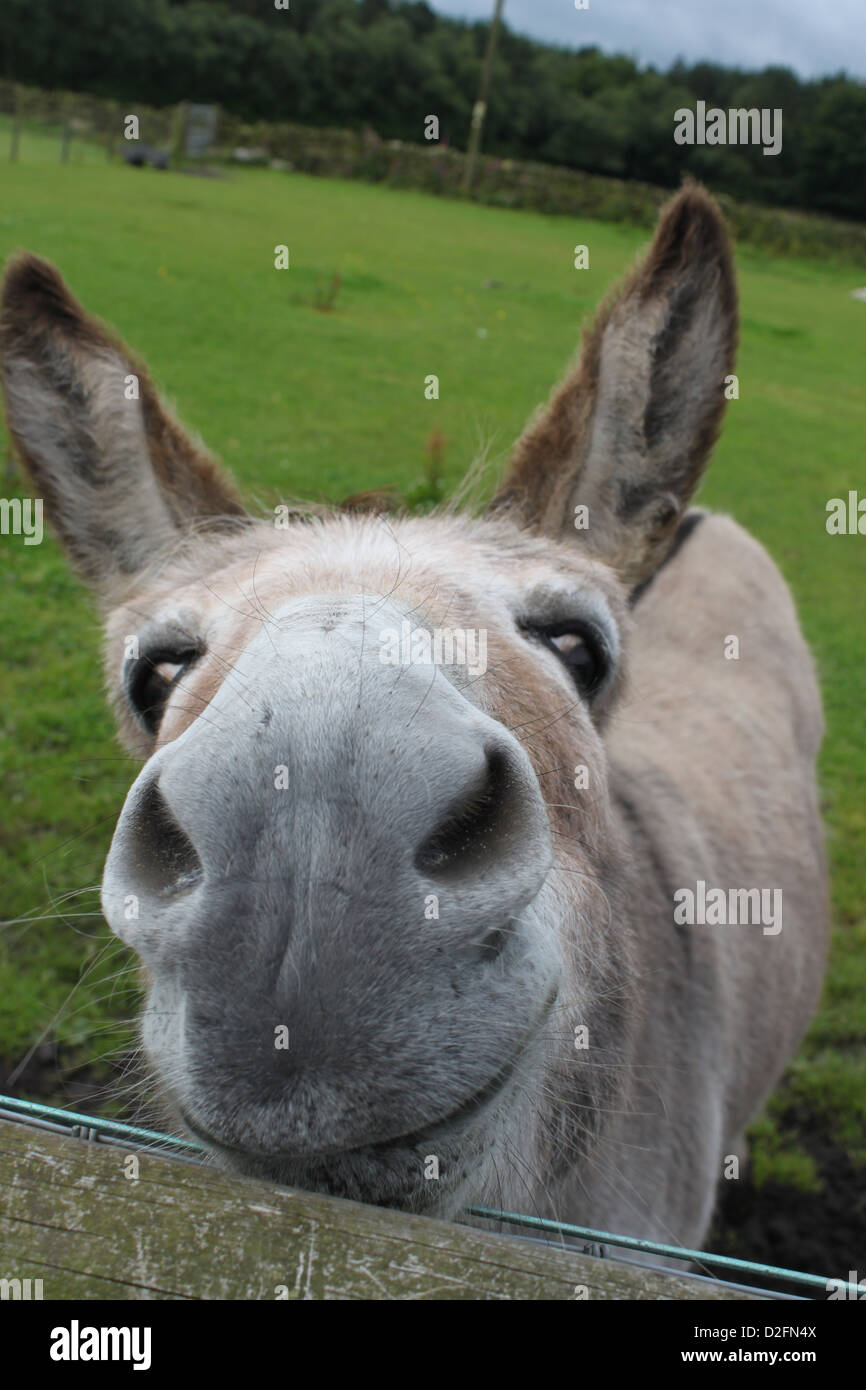 Nosy donkey hires stock photography and images Alamy