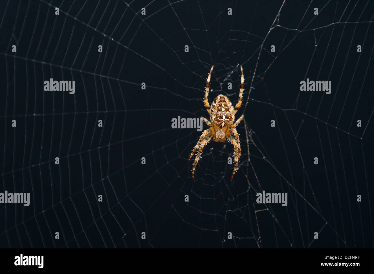 Common garden Spider on its spider web, UK Stock Photo