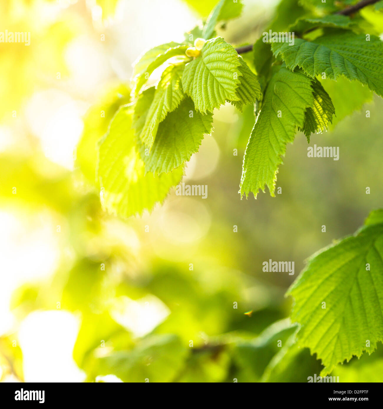 Green leaves close up background for design Stock Photo - Alamy