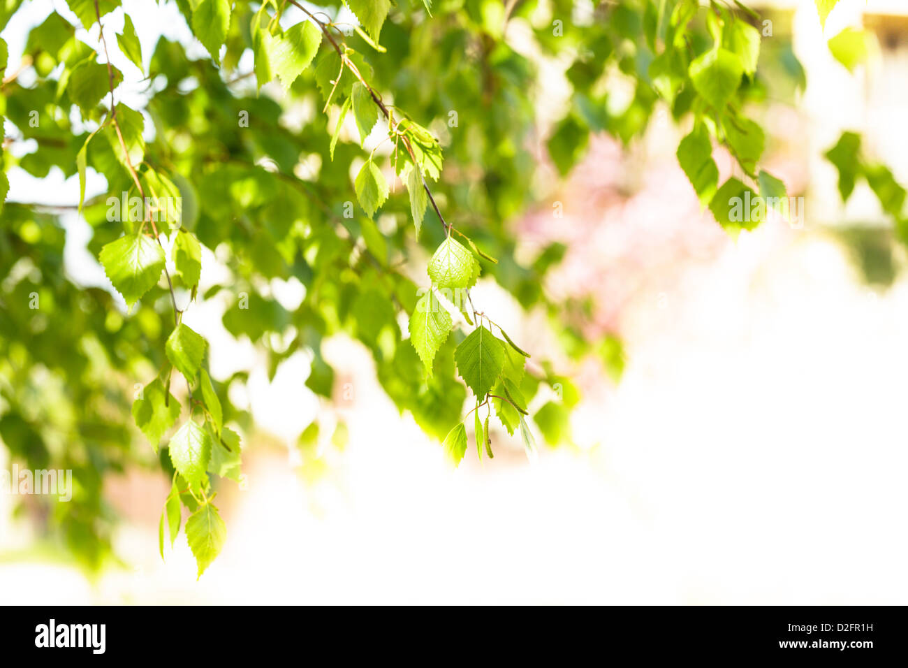 Green leaves close up background for design Stock Photo - Alamy