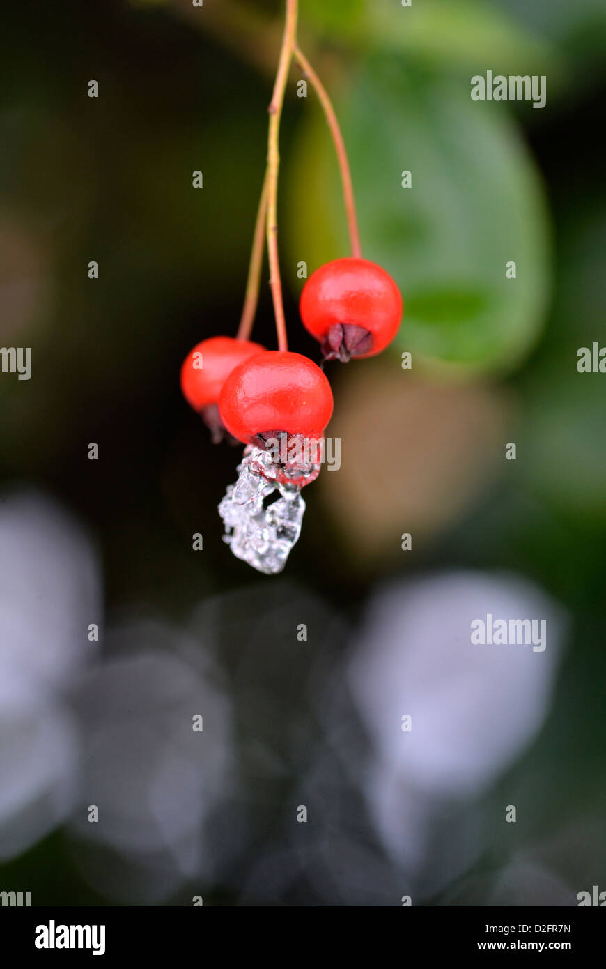 A close-up photograph of melting ice on red Cotoneaster berries. Stock Photo