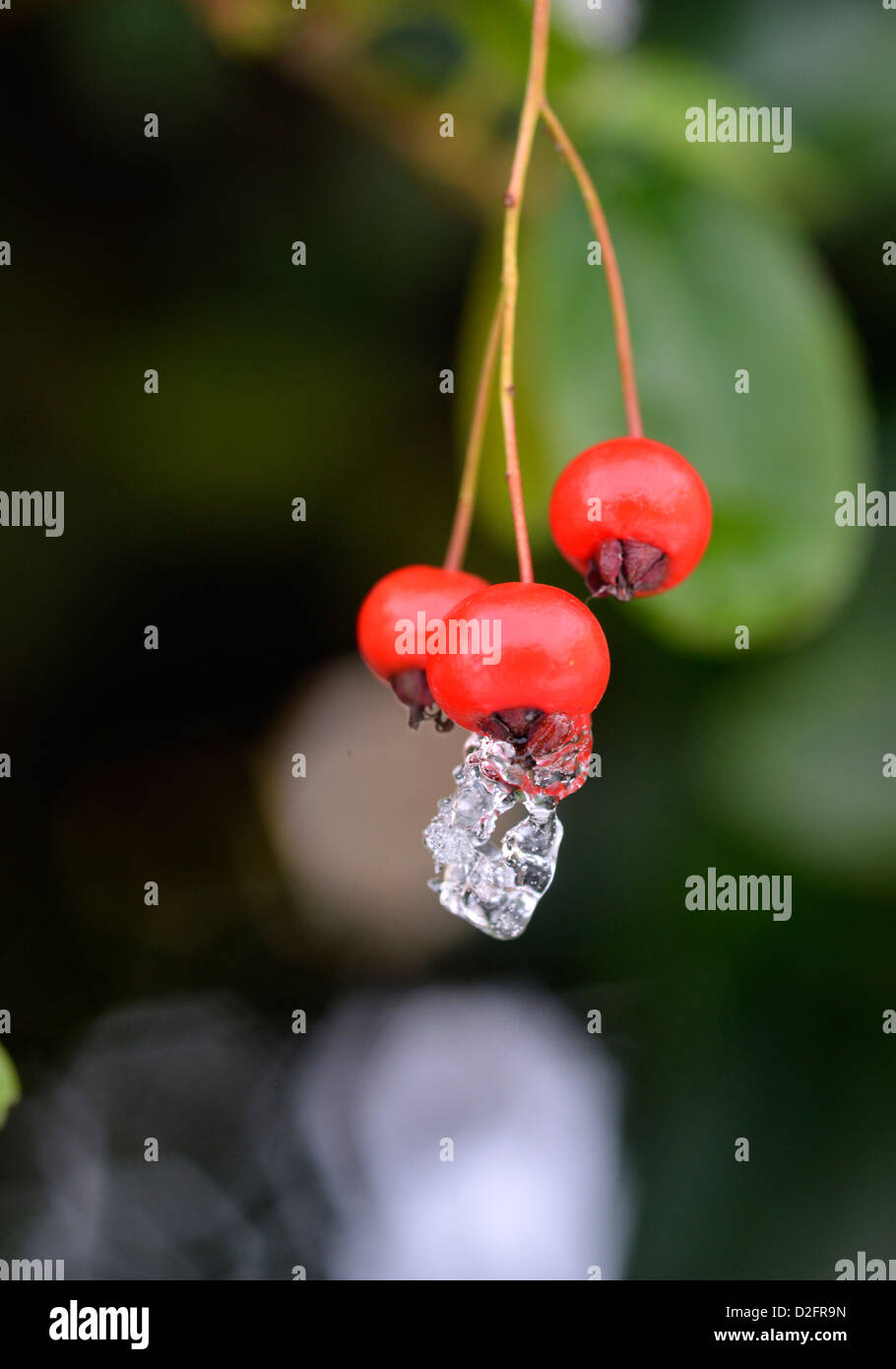 A close-up photograph of melting ice on red Cotoneaster berries. Stock Photo