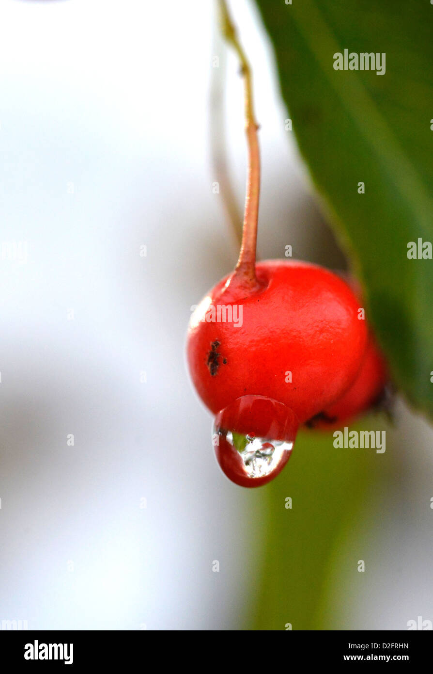 A close-up photograph of a melting ice droplet on red Cotoneaster berries. Stock Photo