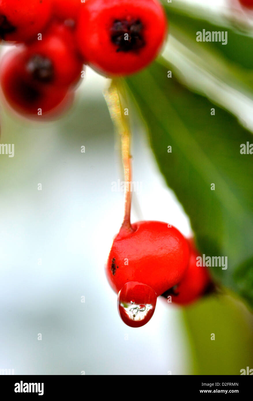 A close-up photograph of a melting ice droplet on red Cotoneaster berries. Stock Photo