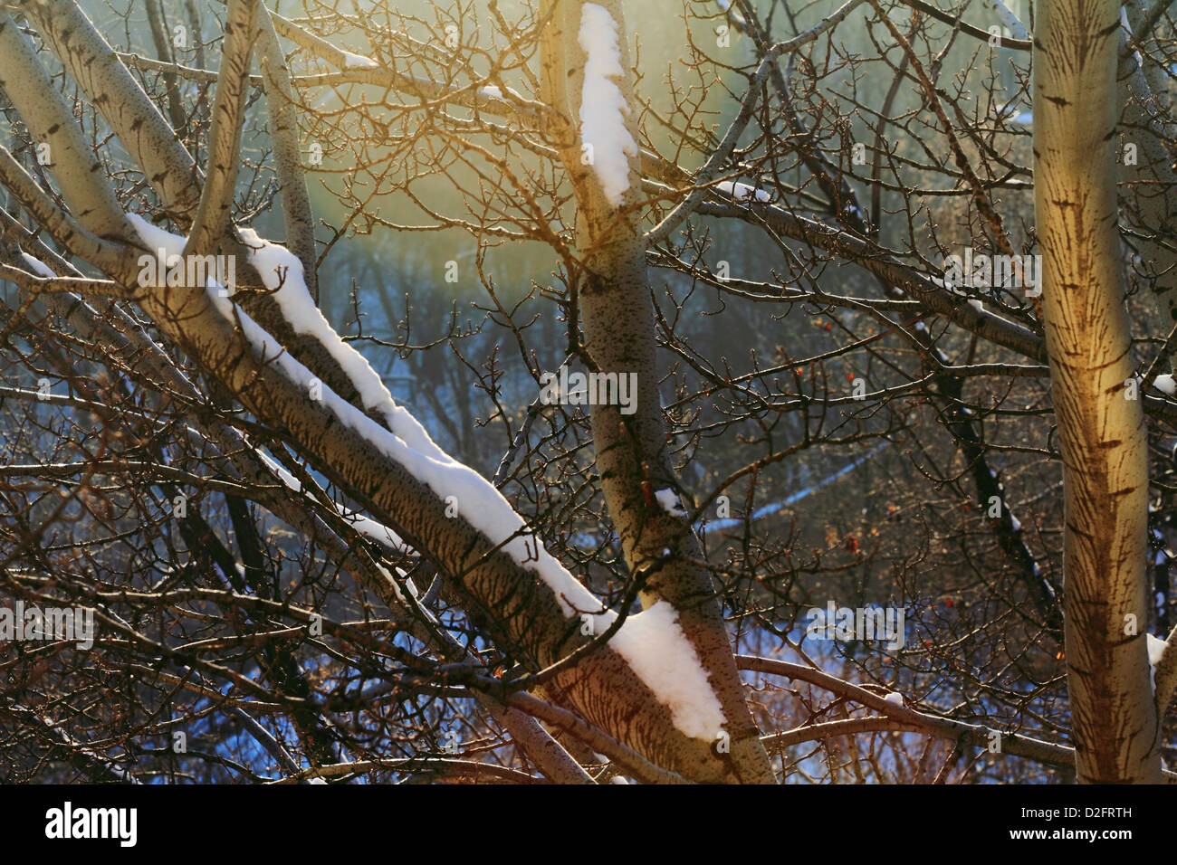 winter trees Stock Photo