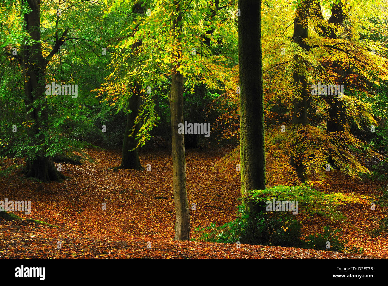 A view of the beechwood at Thornecombe woods Stock Photo