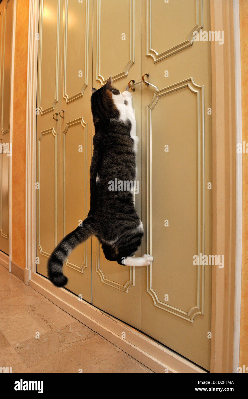 Cat jumping up to play in a corridor Stock Photo