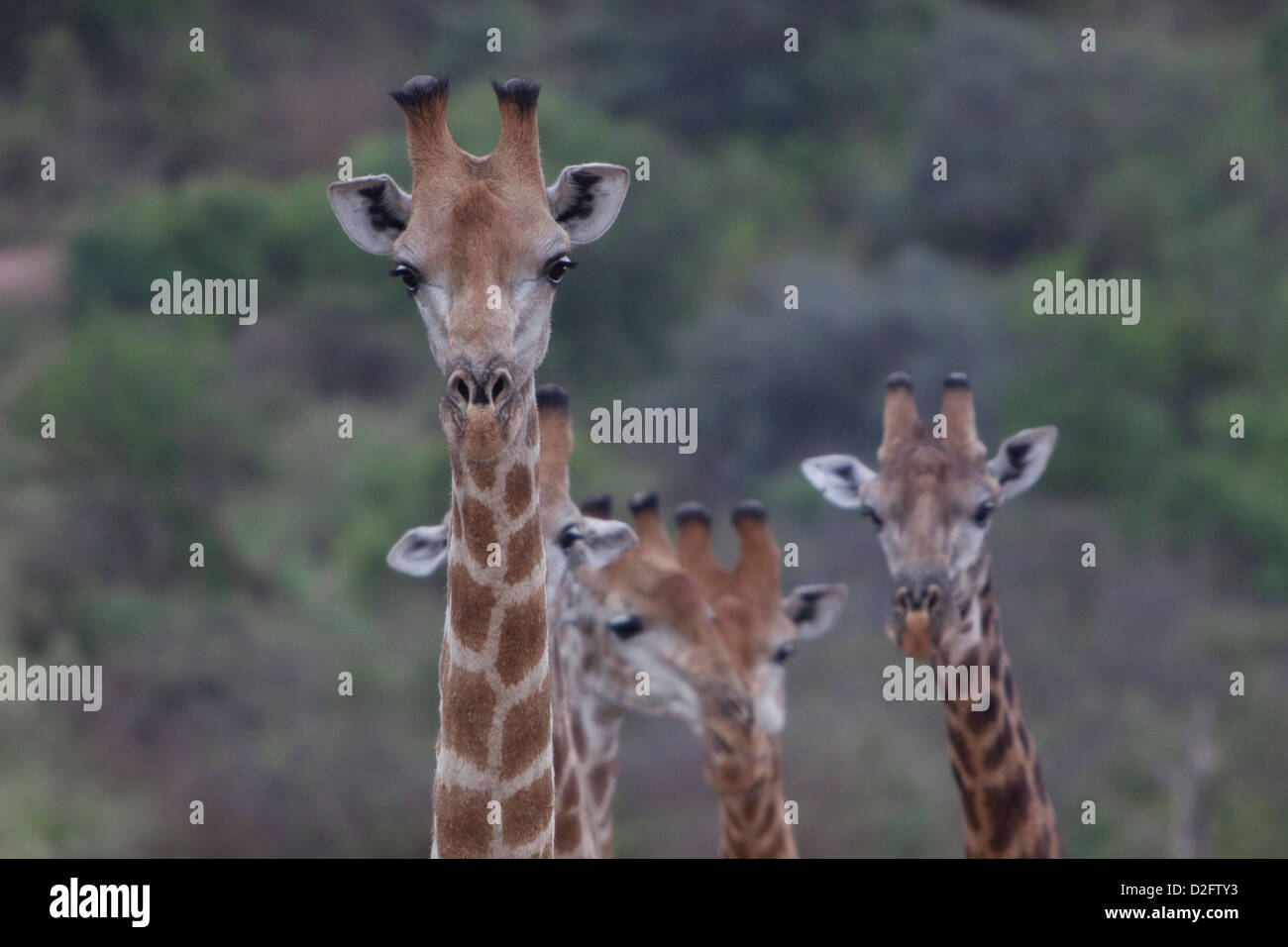 Group of giraffes hi-res stock photography and images - Alamy