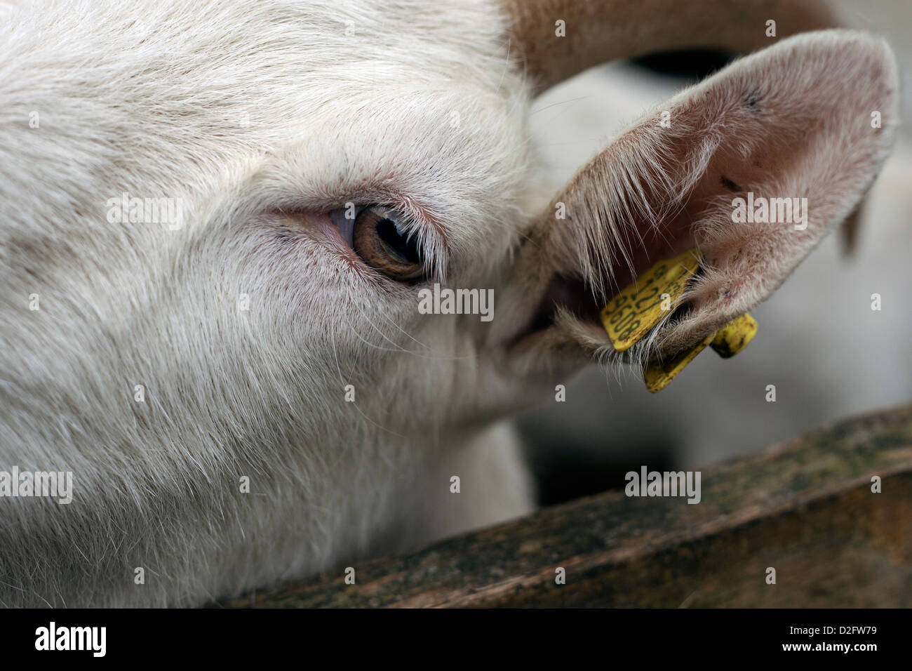 Goat in Switzerland Stock Photo Alamy