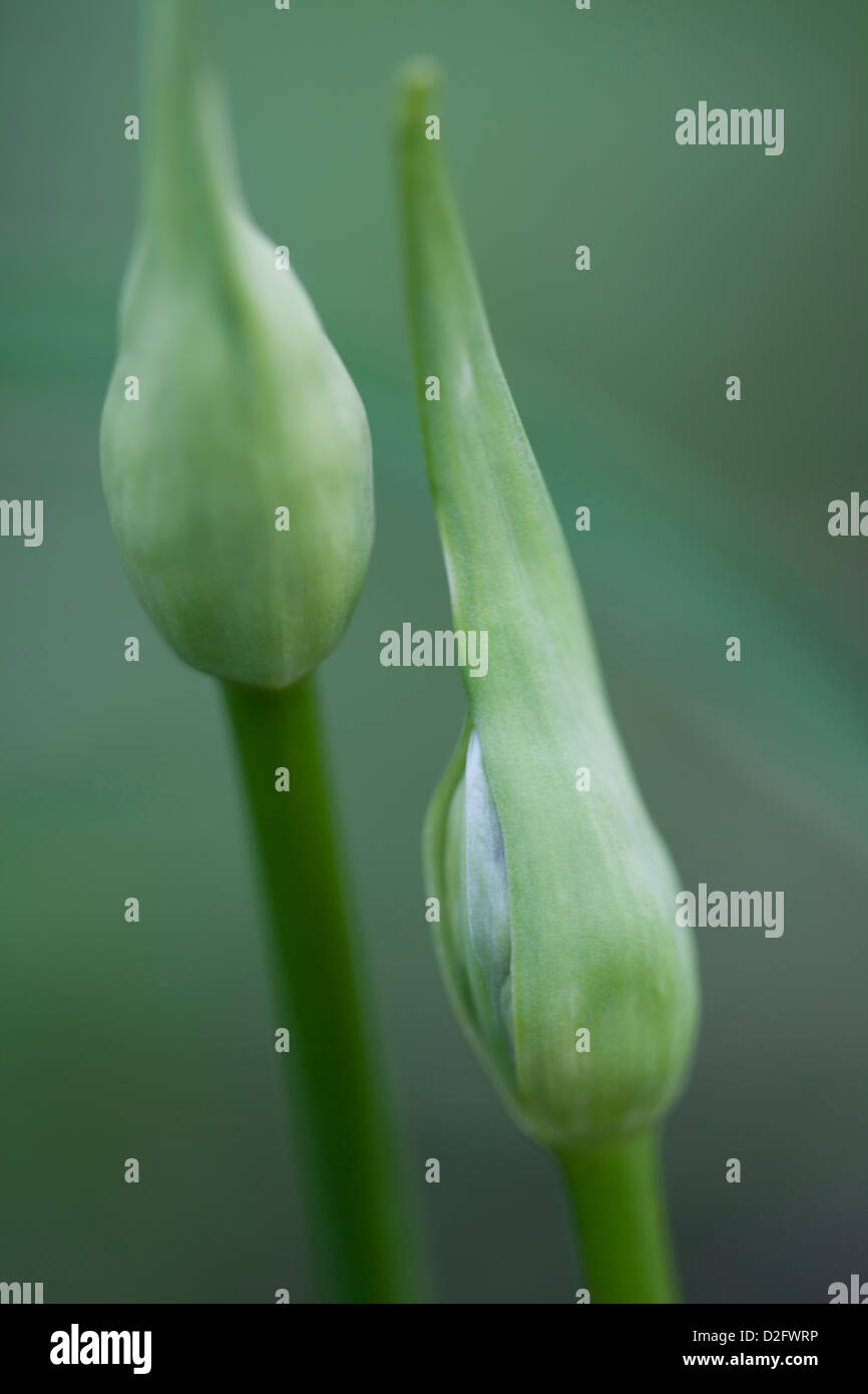 Two Agapanthus flower buds Stock Photo