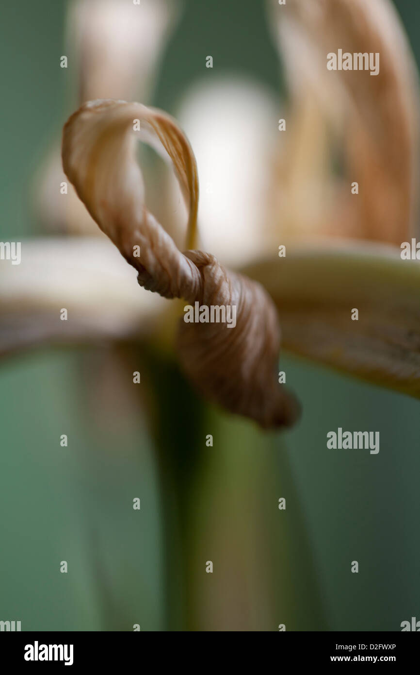 A dying white iris flower Stock Photo Alamy