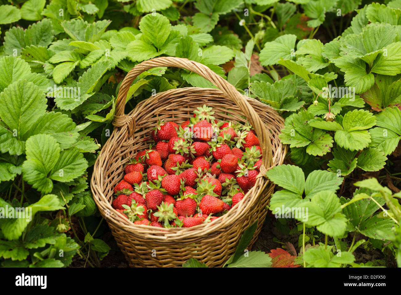 Strawberries in a basket in the garden outdoors Stock Photo - Alamy