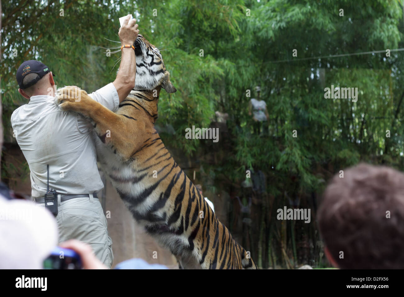 Tiger zoo keeper hi-res stock photography and images - Alamy