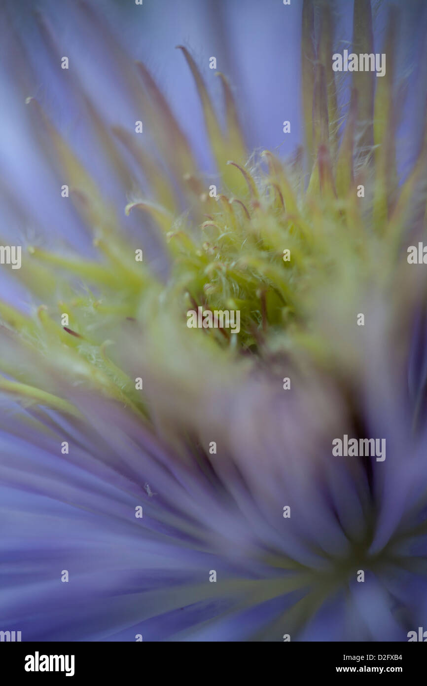 A purple flower, close up Stock Photo - Alamy