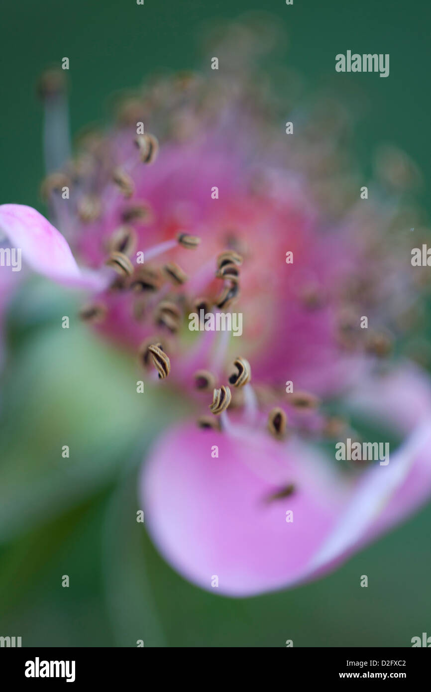 Flower losing petals hires stock photography and images Alamy