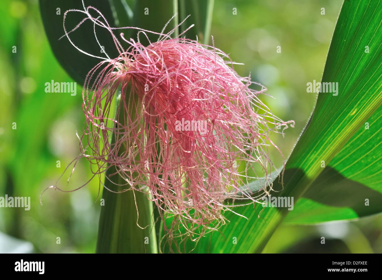 corn silk foundation